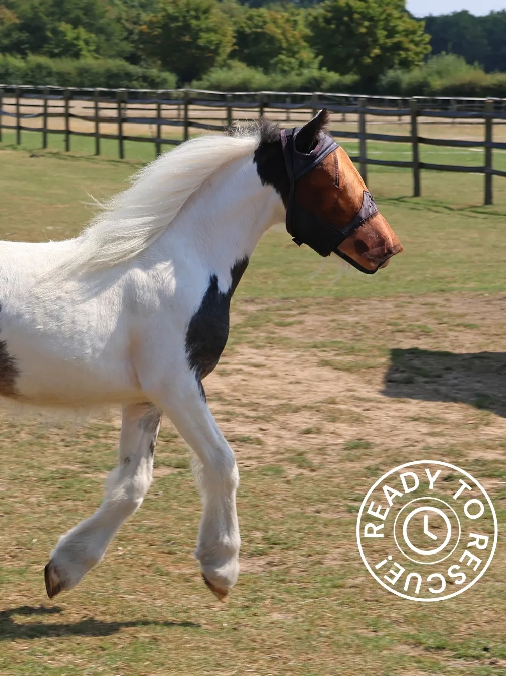 Patch the pony trotting in a grass paddock.