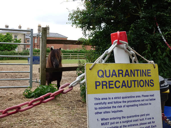 Quarantine in place at Redwings Hapton site | Redwings Horse Sanctuary