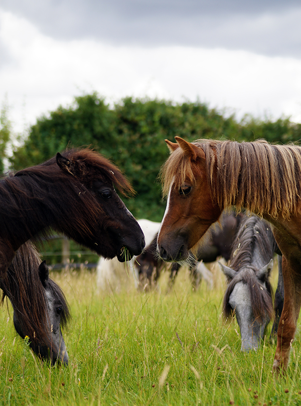 “Miracle pony” Arthur is reunited with his friends | Redwings Horse ...