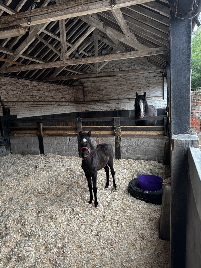 Ruby stands in her stable looking straight at the camera, with Cilla in the background with her head over her adjoining stable wall.
