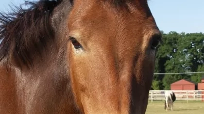 Adoption: Photo of Muffin