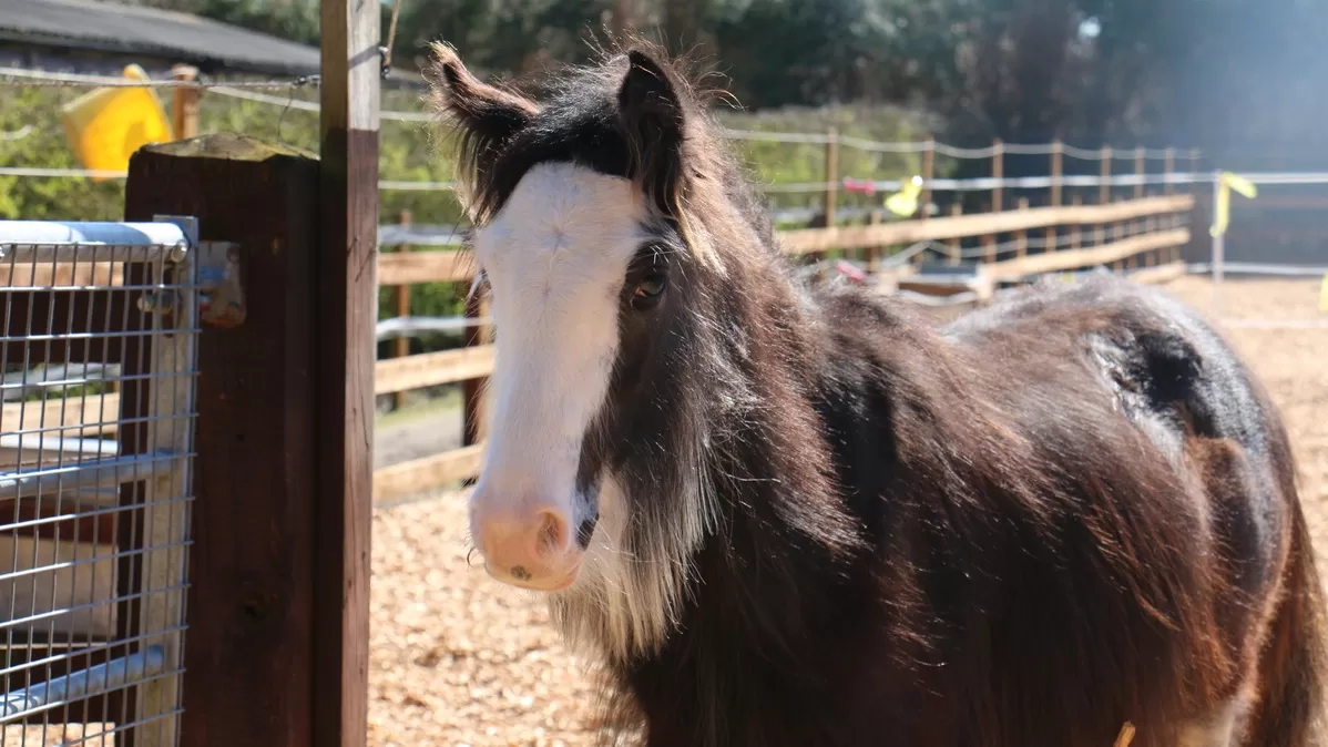 Barney in his paddock