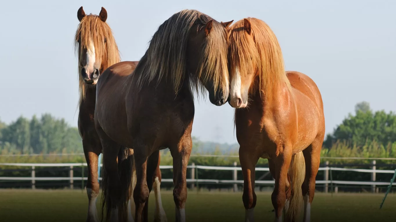 Stallion hill sale western store