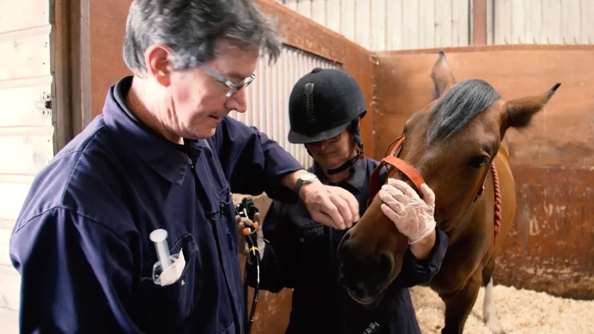 Strangles Help And Advice For Vets | Redwings Horse Sanctuary