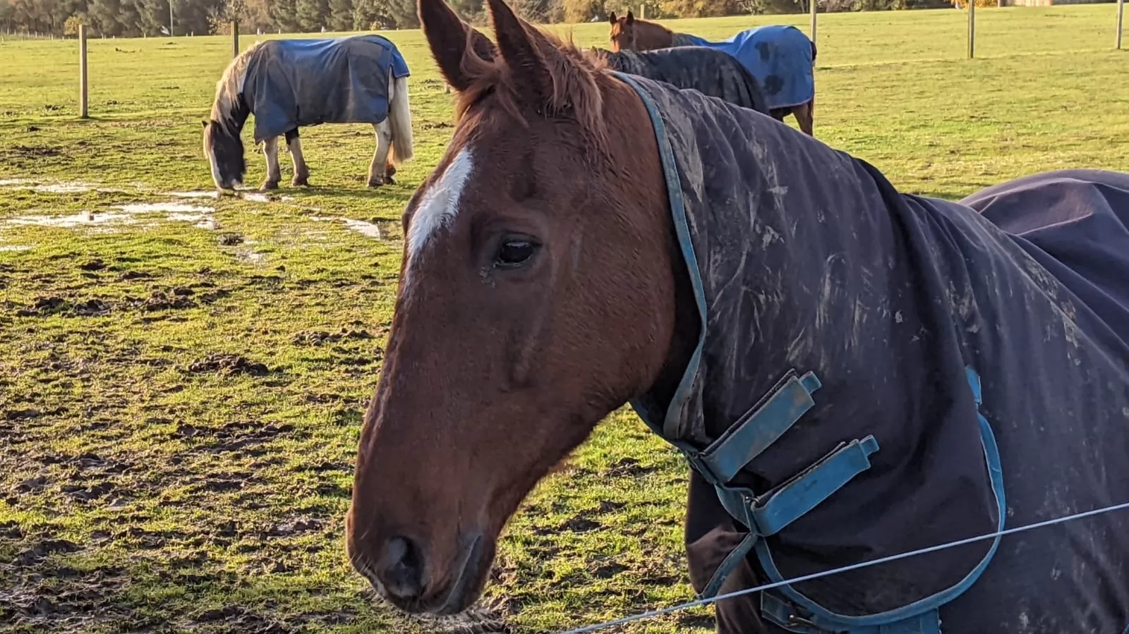 Horses graze at Redwings Mountains following Storm Babet.