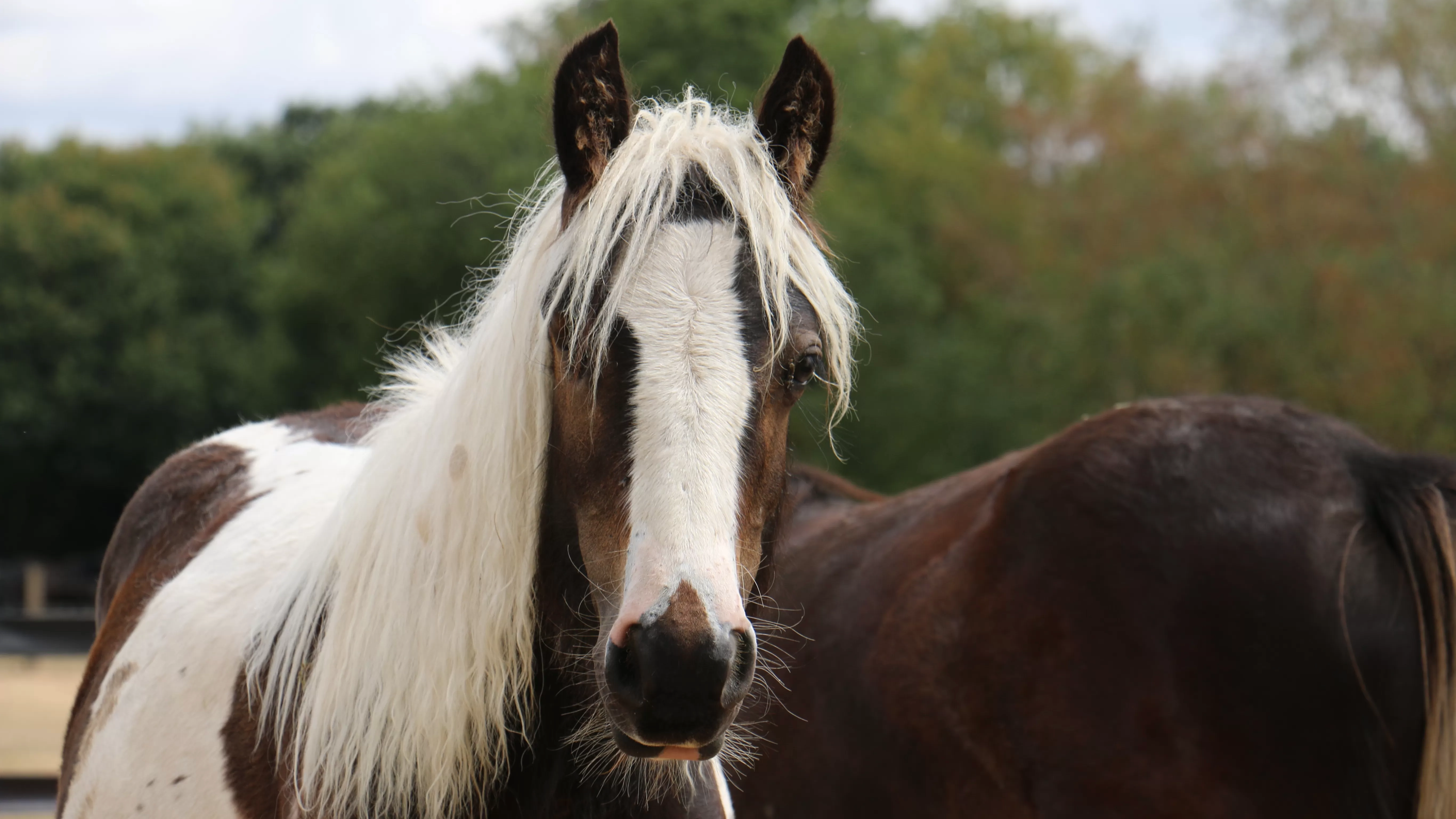 Adoption Star Pickle