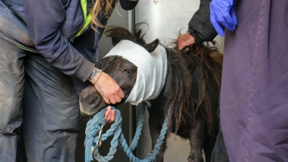 Alfie receives urgent treatment upon his arrival at Redwings.