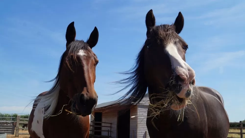 Pony Faith (left) poses with her friend Snuffles (right) in their paddock.
