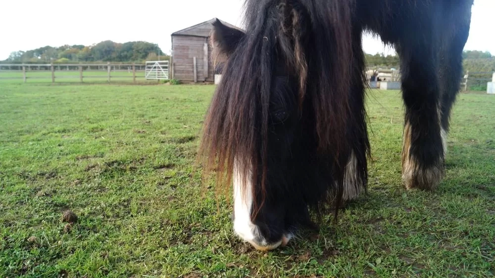 Fig is pictured grazing in her paddock.
