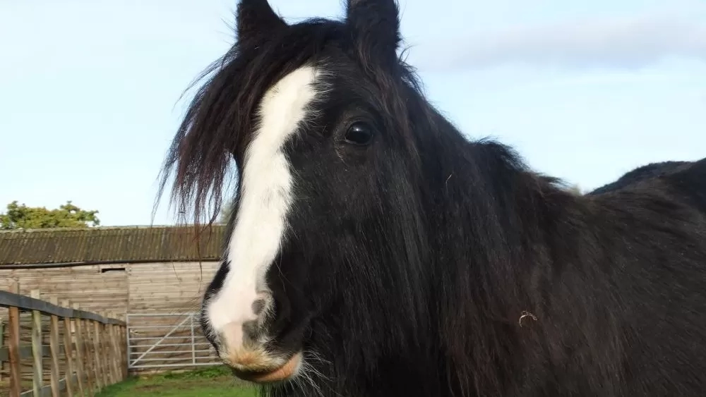 Black and white pony Fig