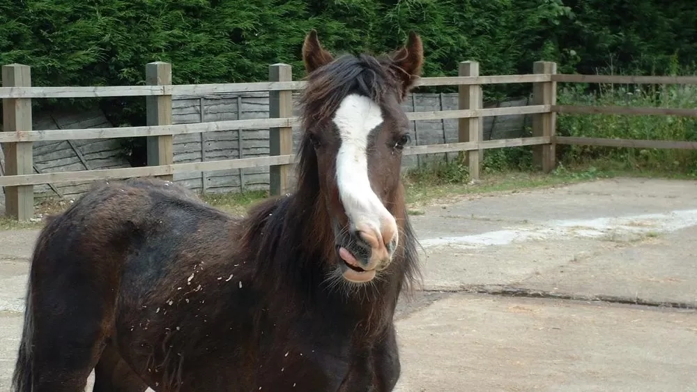 A young Snuffles when he first arrived at the Sanctuary in 2004.