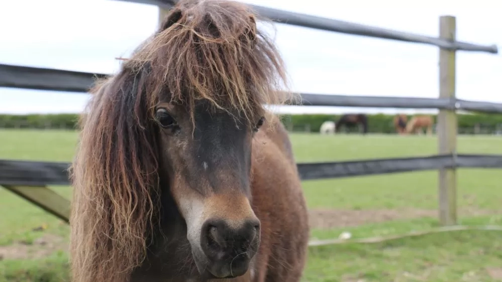 Kiwi stands in her paddock at Redwings looking at the camera.