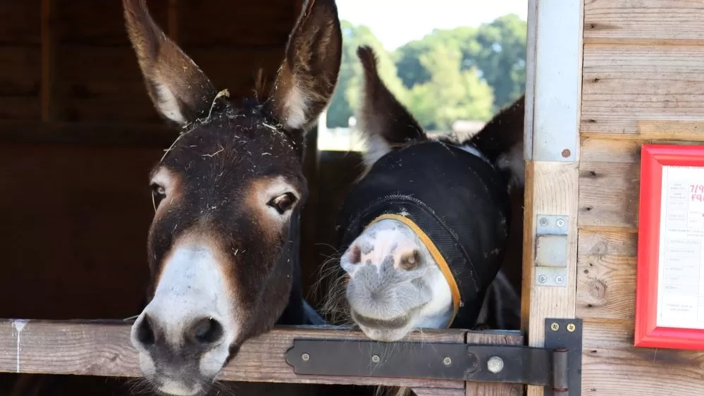 Esther and her mum Martha pictured in a stable together.