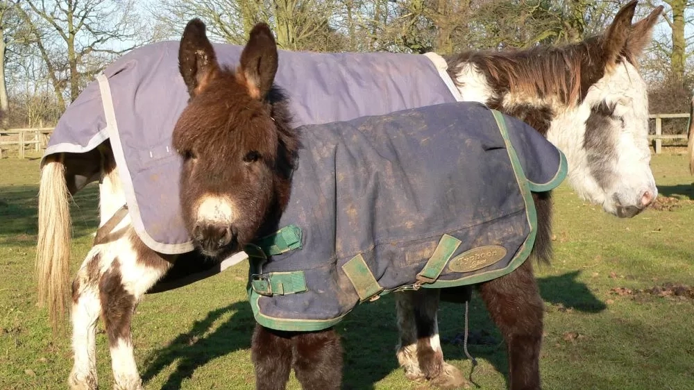 Esther is pictured as a foal next to her mum Martha. Both are in a paddock wearing warm rugs.