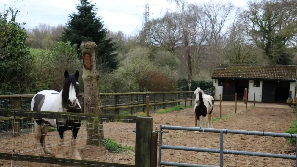 Black and white pony Audrey stands in her new sand paddock at her Guardian's home with new friend, fellow black and white pony Fleur.