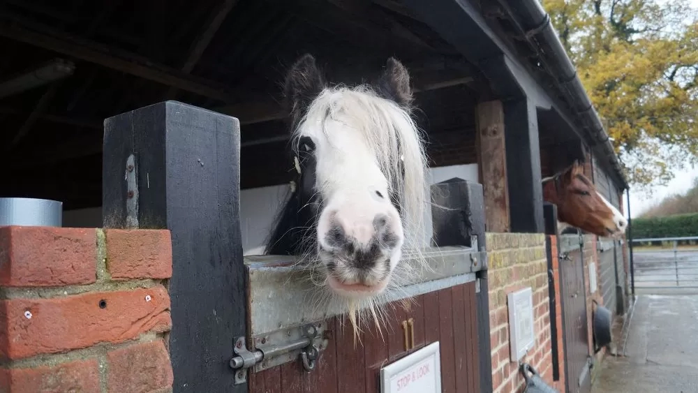 Black and white pony Audrey sticks her head over her stable door and looks directly at the camera.