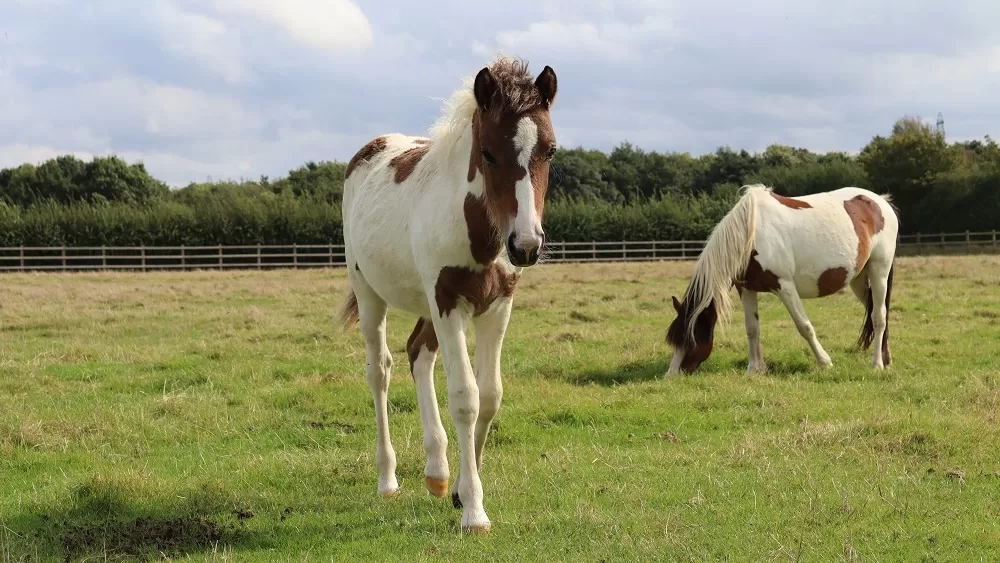 A brown and white foal called Bee approaches the camera in his grass paddock. Another brown and white pony Bumble is grazing near him.