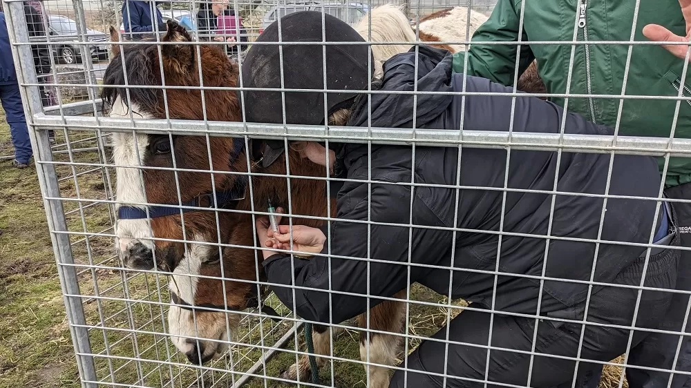 Ponies Honey and Bumble undergo a blood test from a vet during the rescue on Gelligaer Common. They are held behind large pen sections for their safety.