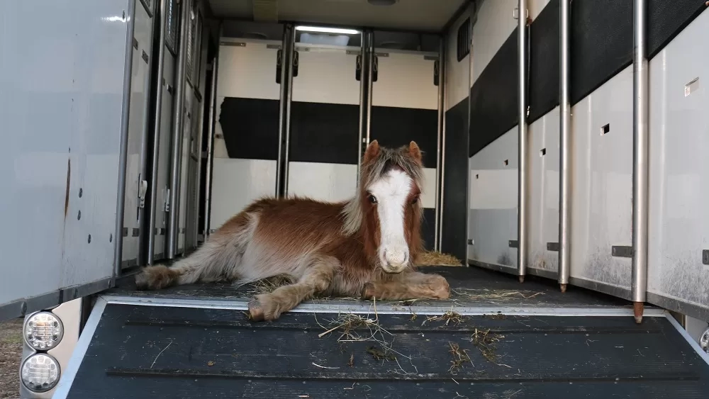 Young pony Mason is seen laying down in the Redwings horsebox, too weak to stand.