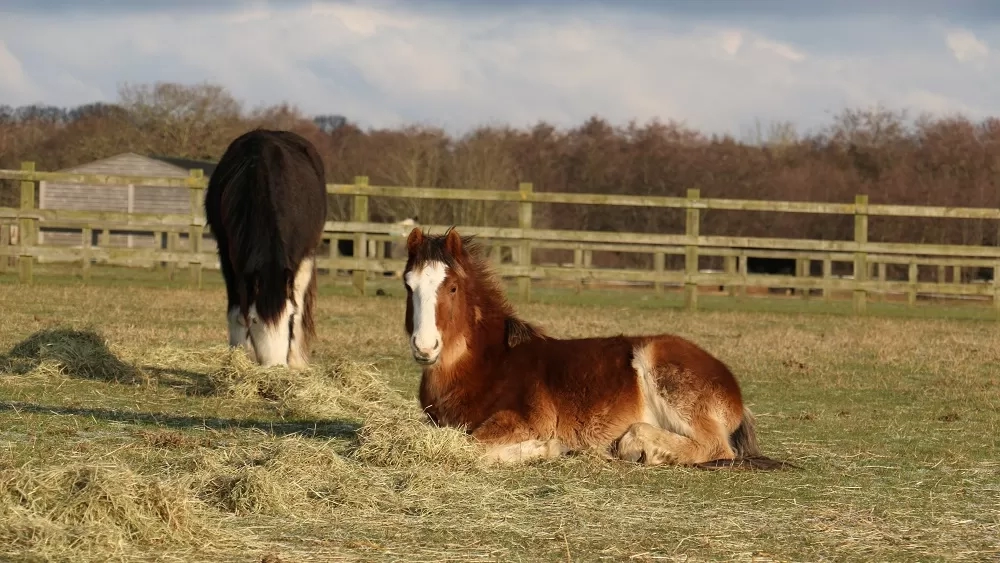 Black and white pony Mason is enjoying forage in his grass paddock with new friend, brown and white pony Mason, who is laying down nearby.