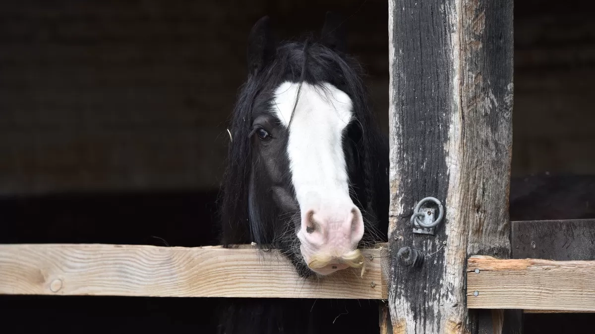 Sourdough in her stable