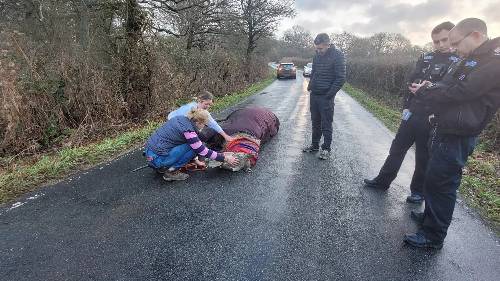 A horse collapsed on the road with its owner