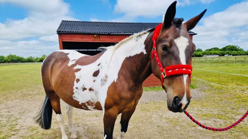 Brown and white horse Victoria stands in her grass paddock with her mane in a braid and wearing a red headcollar.