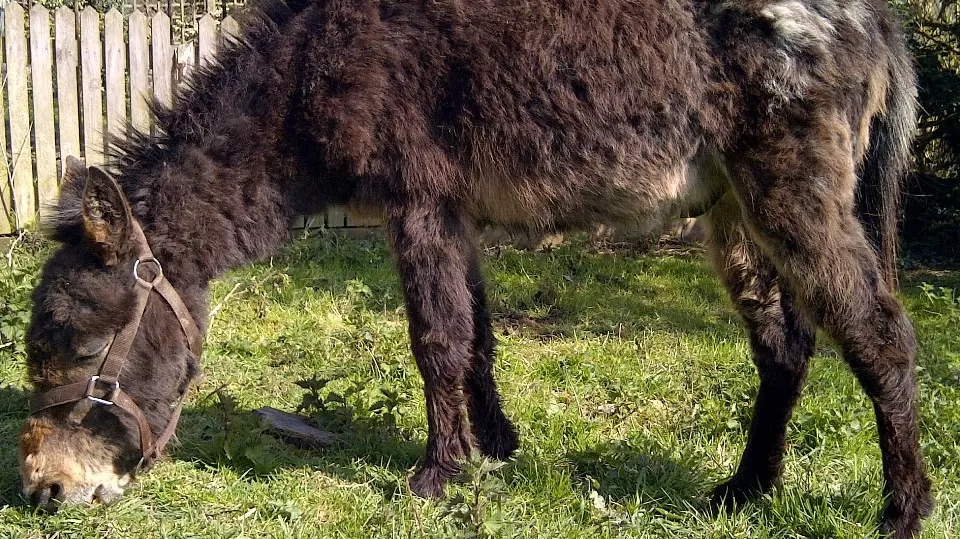 A brown and white hinny, named Riley, looks disheveled and distress when he first came to the Sanctuary.