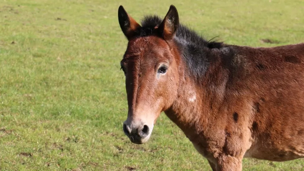 A headshot of Riley the hinny in his grass paddock.