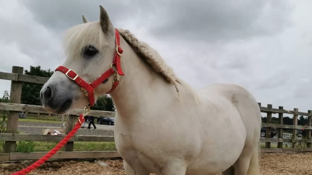 Shetland pony Sampson is pictured in his woodchip paddock with his mane plaited and wearing a smart red head collar.