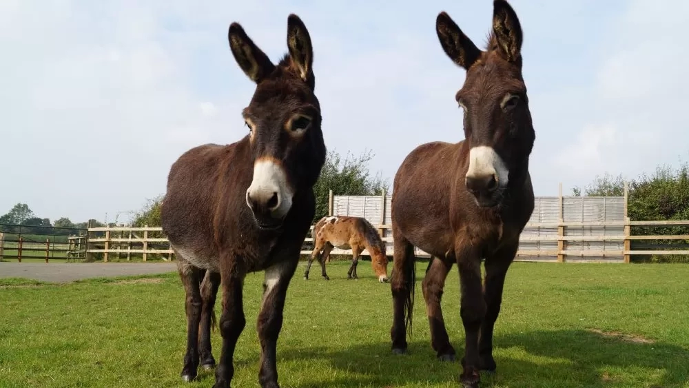 Two brown donkeys, Herbert and Stanley, stand looking at the camera, while Riley the hinny grazes in the background.