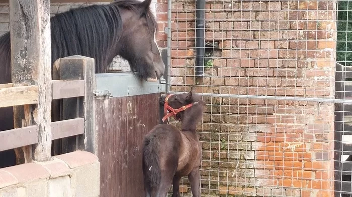 Ruby and Cilla say hello over the stable door 