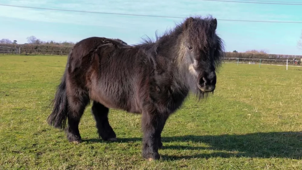 A black Shetland pony looking happy and healthy in his grass paddock.
