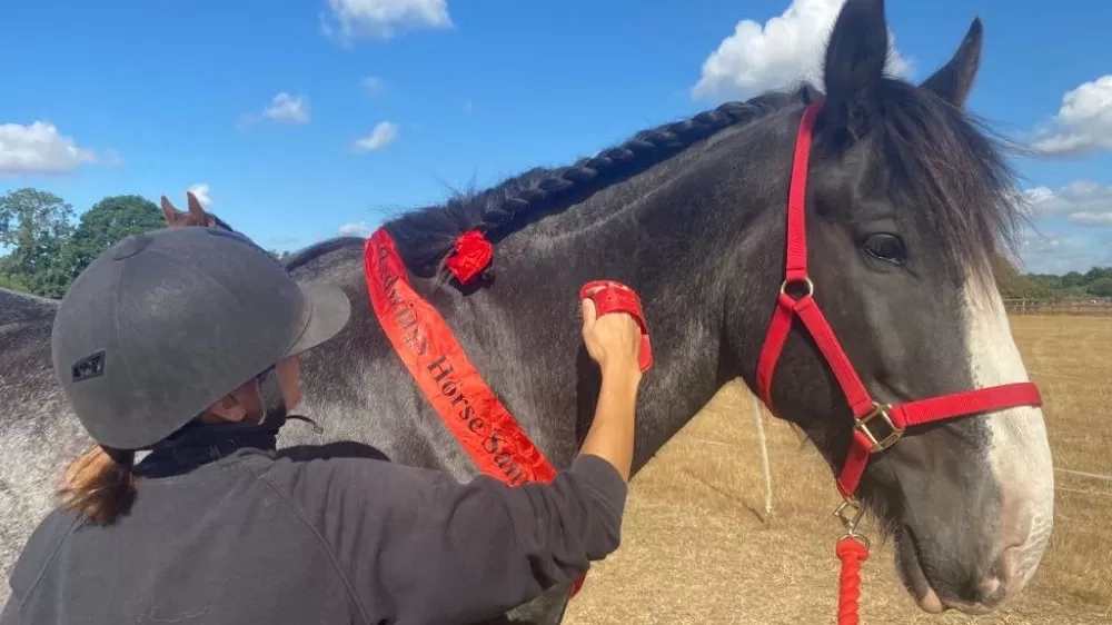Black Shire cross horse Fox receives a groom from one of his carers. He is standing in his field with his mane plaited, wearing a red headcollar and red sash.