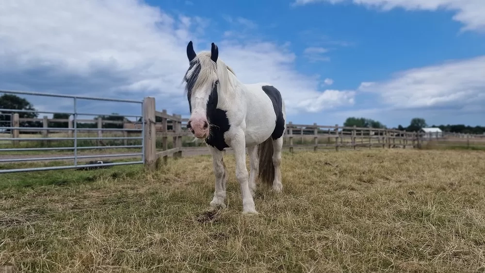 Harley at Redwings Aylsham