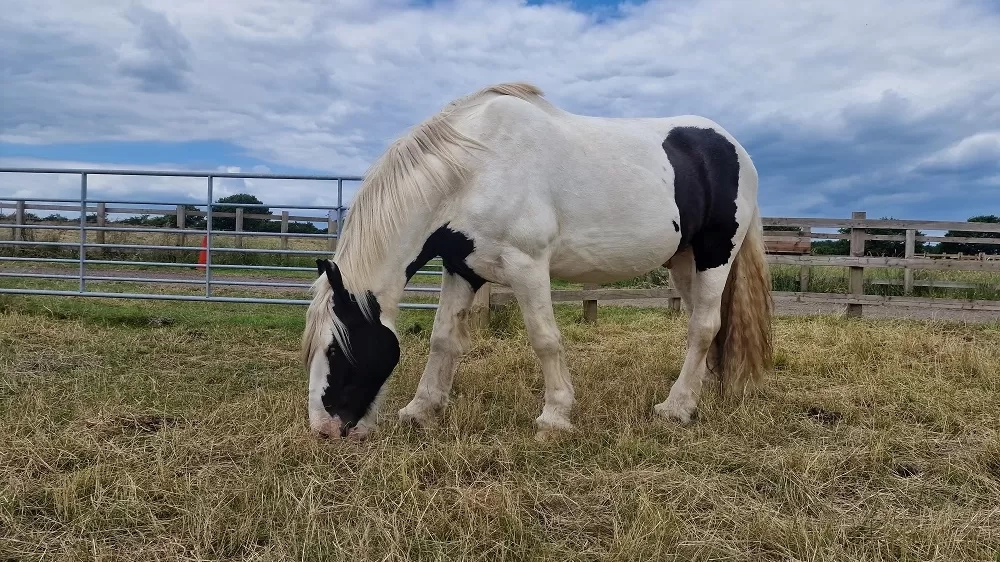 Harley grazing at Redwings Aylsham