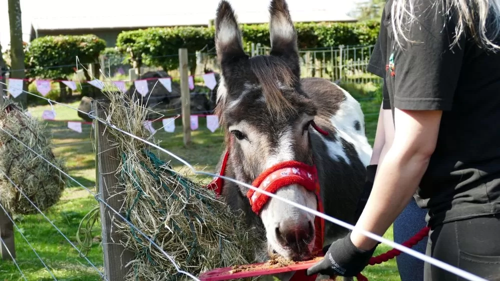 A brown and white donkey enjoys a donkey-friendly cake in her paddock.