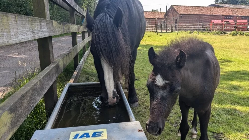 Ruby investigates the trough whilst Cilla drinks 