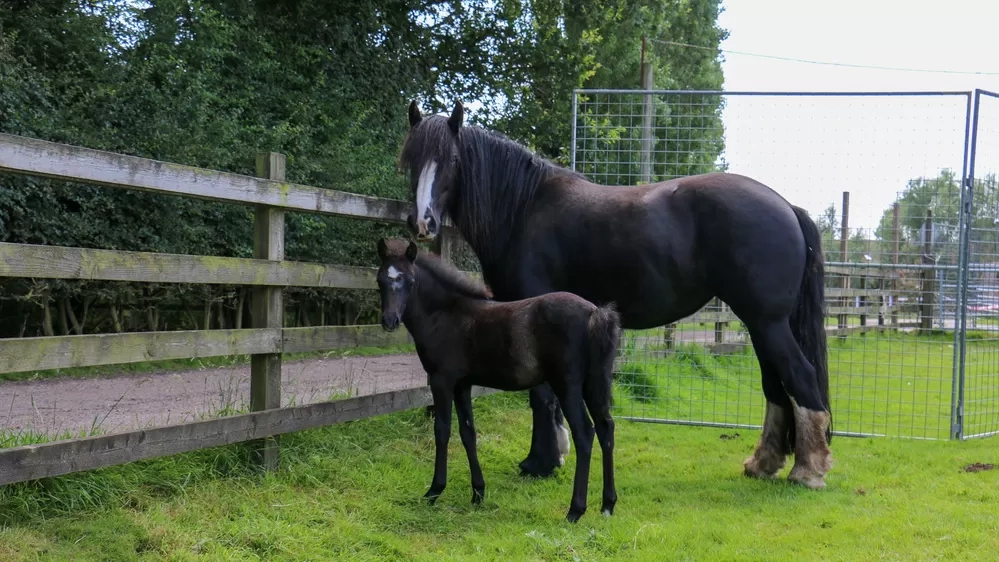 Ruby stands next to Cilla in the paddock 