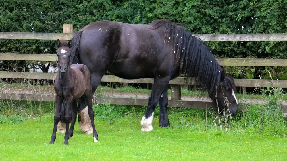 Ruby and Cilla enjoying turnout together