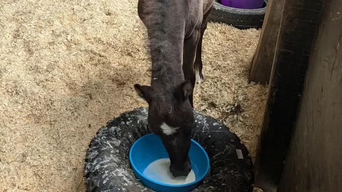 Ruby drinking her milk from the bucket