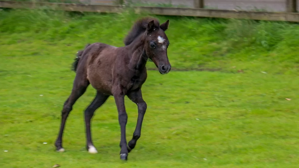 Ruby cantering in her paddock