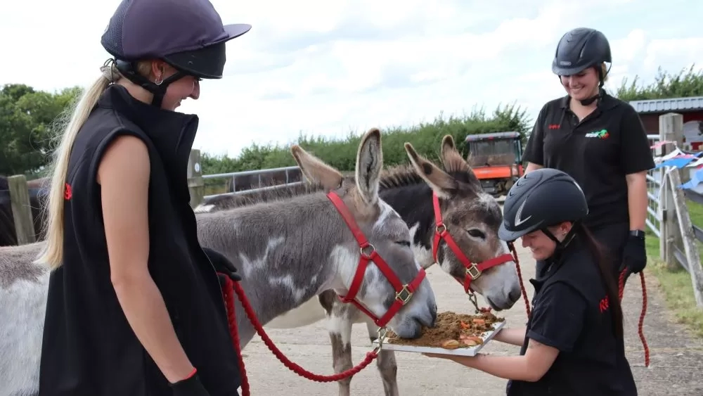 Two donkeys enjoy a donkey-friendly birthday cake while being watched on by their carers.
