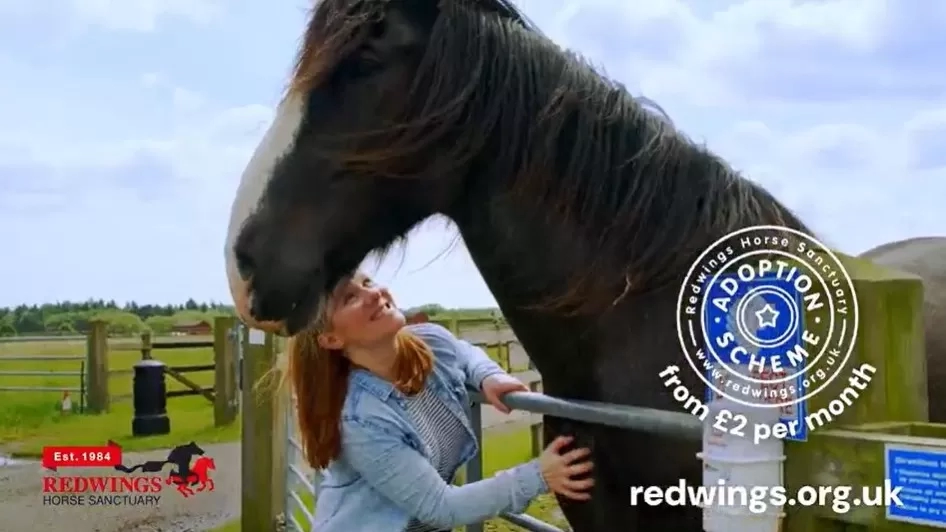 A woman looks up at a tall Shire horse while she is tickling his chest.