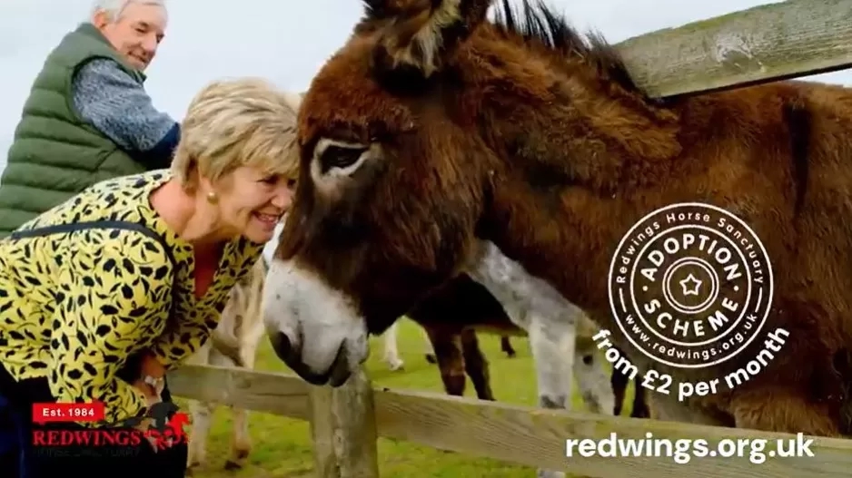 A still from the Redwings advert showing a woman smiling at a donkey which is poking its head through its fence.