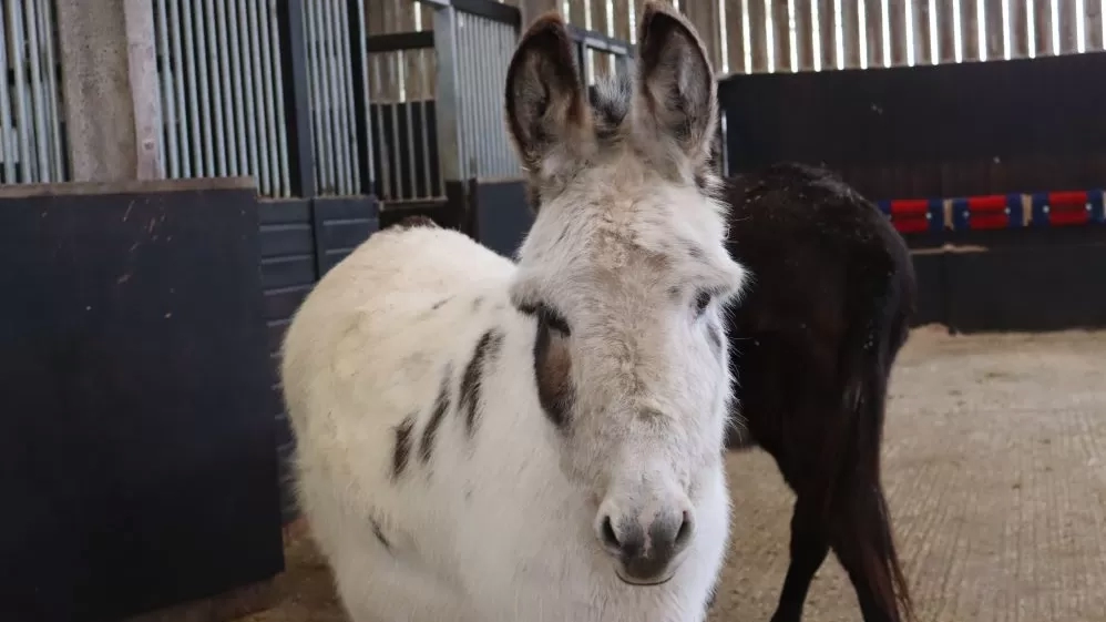 A white donkey with brown spots stands looking at the camera with stables in the background.