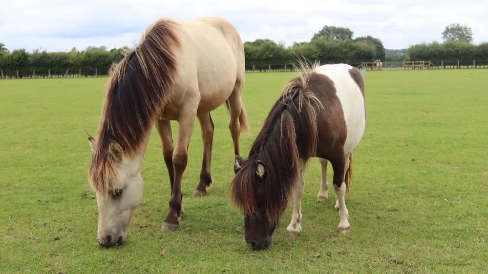 A young pony named Ducky grazes in her paddock next to a Shetland pony called Ogden.