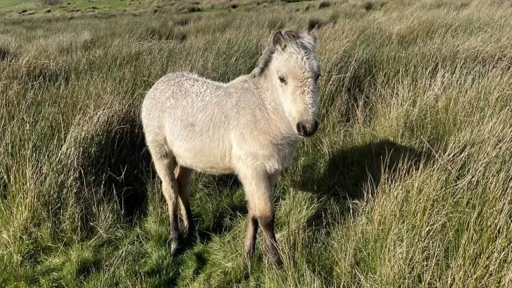 A young foal stands alone on vast common land.