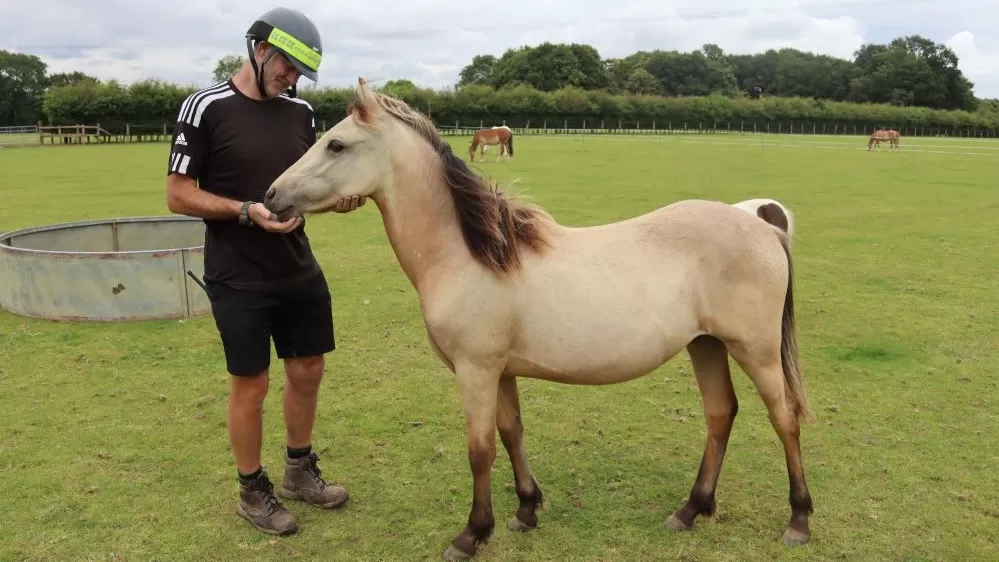 A young pony enjoys a chin scratch from one of her carers.