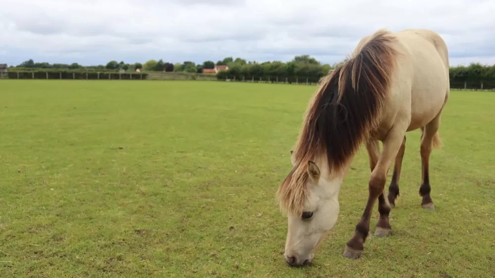 A young pony grazes in a large field of grass.